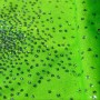 Lycra grandes lentejuelas - verde fluor